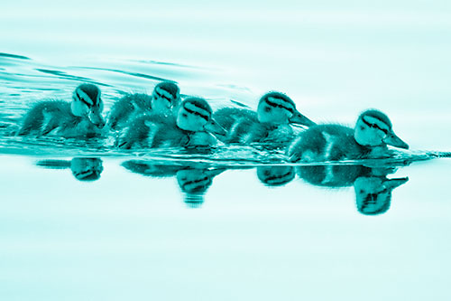 Five Baby Mallard Ducklings Swimming Across Lake Water (Cyan Shade Photo)