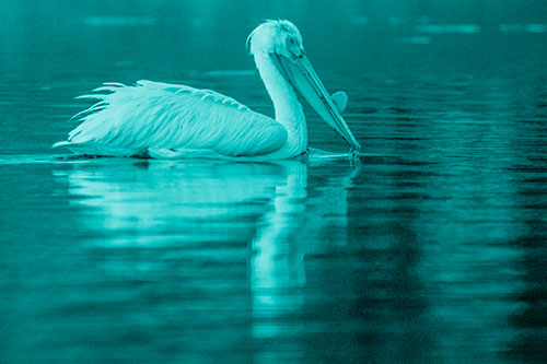 Floating Pelican Reflection Among Lake Water (Cyan Shade Photo)