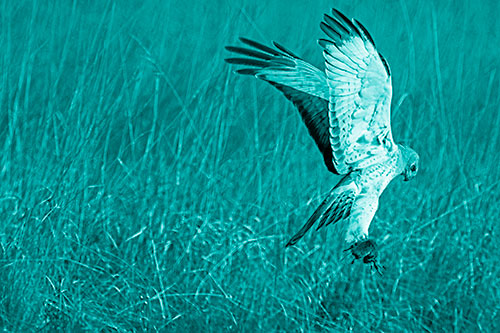 Flying Northern Harrier Marsh Hawk Captures Rodent (Cyan Shade Photo)