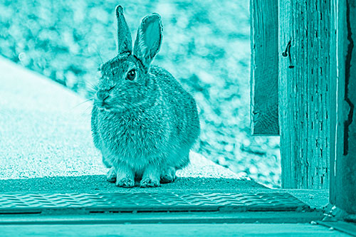 Hesitant Bunny Rabbit Considers Crossing Wooden Bridge (Cyan Shade Photo)