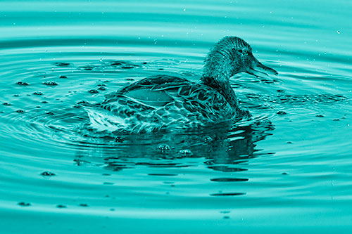 Joyful Water Splashing Mallard Duck Enjoying Calm Lake (Cyan Shade Photo)