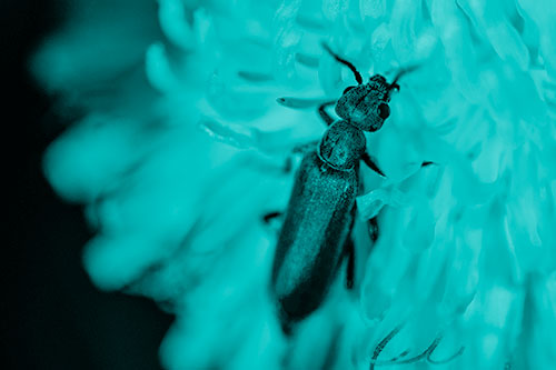 Oedemera Beetle Feasting Among Dandelion (Cyan Shade Photo)