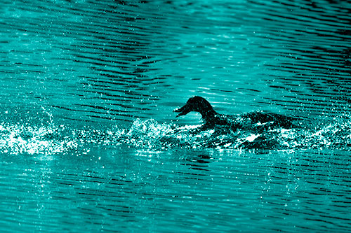 Playful Mallard Duck Gets Splashed Among Lake Horizon (Cyan Shade Photo)