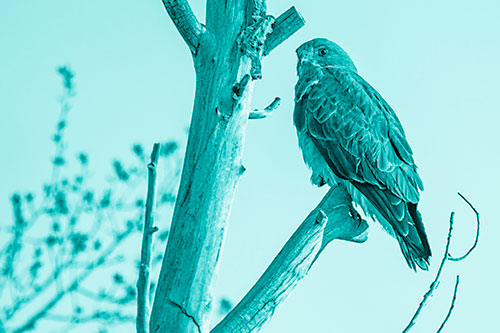 Rough Legged Hawk Perched Atop Tree Branch (Cyan Shade Photo)