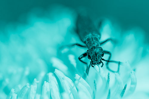 Snarling Oedemera Beetle Eating Dandelion Pollen (Cyan Shade Photo)