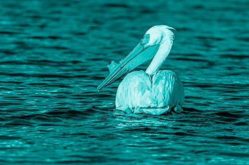 Swimming Pelican Glances Backwards Among Lake Water (Cyan Shade Photo)