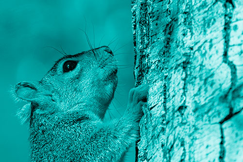 Tree Climbing Squirrel Gazing Upwards (Cyan Shade Photo)