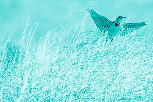 Western Meadowlark Takes Flight Off Branches (Cyan Shade Photo)