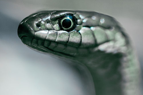 Alert Garter Snake Keeping Eye Out (Cyan Tint Photo)