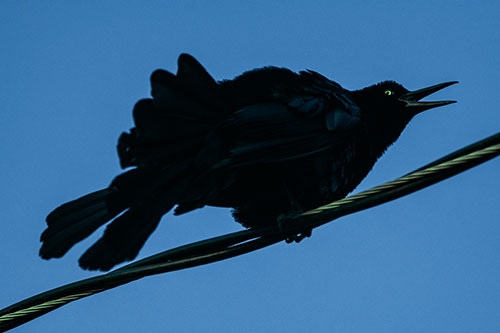 Crouching Great Tailed Grackle Squeaking Atop Cable (Cyan Tint Photo)