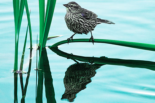 Female Red Winged Blackbird Casts Reflection Atop Bent Water Reed (Cyan Tint Photo)