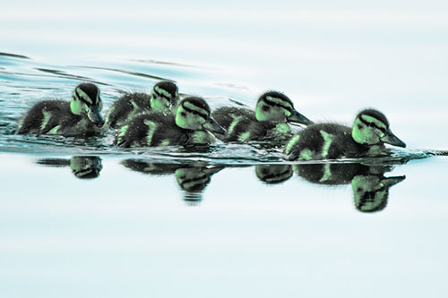 Five Baby Mallard Ducklings Swimming Across Lake Water (Cyan Tint Photo)