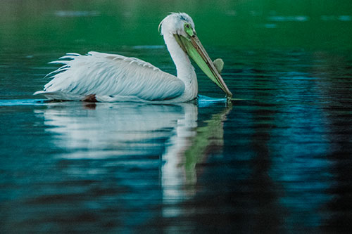 Floating Pelican Reflection Among Lake Water (Cyan Tint Photo)