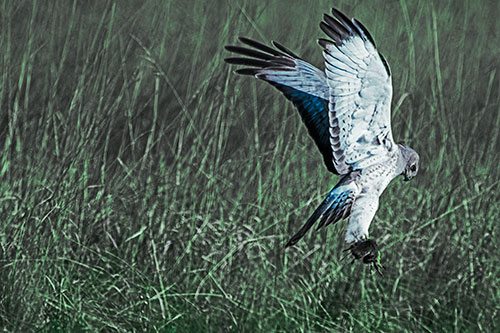 Flying Northern Harrier Marsh Hawk Captures Rodent (Cyan Tint Photo)