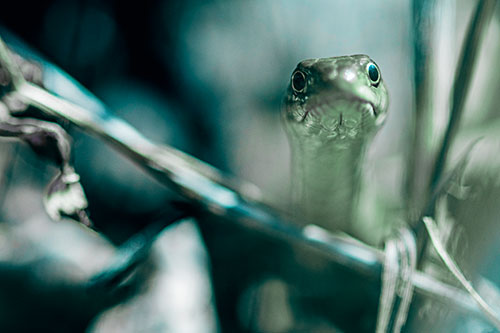 Garter Snake Peeking Head Above Sticks (Cyan Tint Photo)