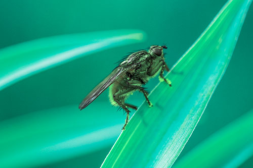 Golden Dung Fly Perched Along Sloping Fescue Grass Blade (Cyan Tint Photo)