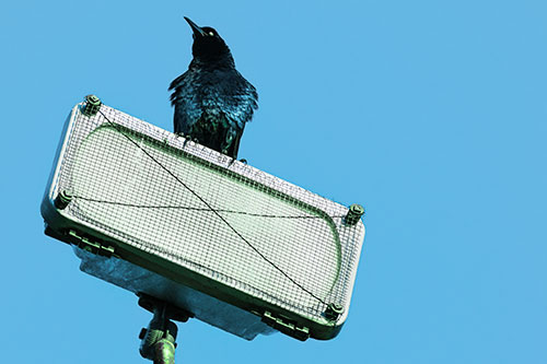 Great Tailed Grackle Keeping Watch Atop Light Pole (Cyan Tint Photo)