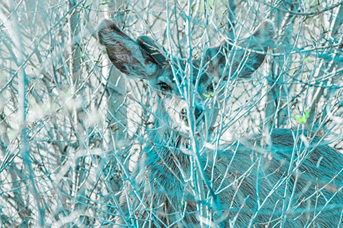 Hidden Mule Deer Watching Behind Tree Branches (Cyan Tint Photo)