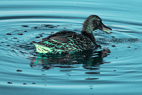 Joyful Water Splashing Mallard Duck Enjoying Calm Lake (Cyan Tint Photo)