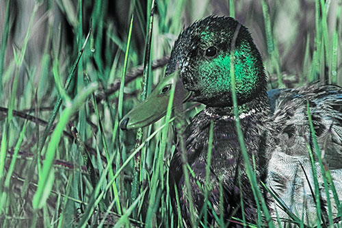 Male Mallard Duck Resting Among Reed Grass (Cyan Tint Photo)