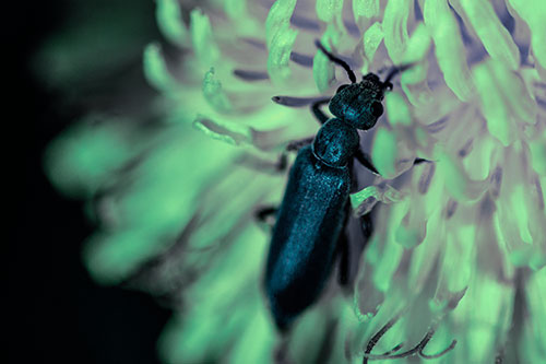 Oedemera Beetle Feasting Among Dandelion (Cyan Tint Photo)