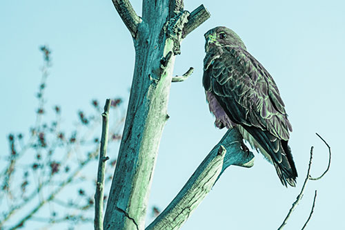 Rough Legged Hawk Perched Atop Tree Branch (Cyan Tint Photo)