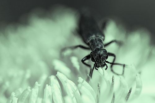 Snarling Oedemera Beetle Eating Dandelion Pollen (Cyan Tint Photo)