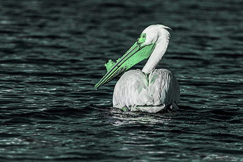 Swimming Pelican Glances Backwards Among Lake Water (Cyan Tint Photo)