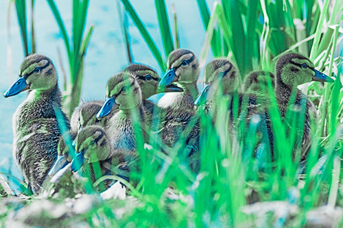 Ten Baby Mallard Ducklings Resting Among Reed Grass (Cyan Tint Photo)