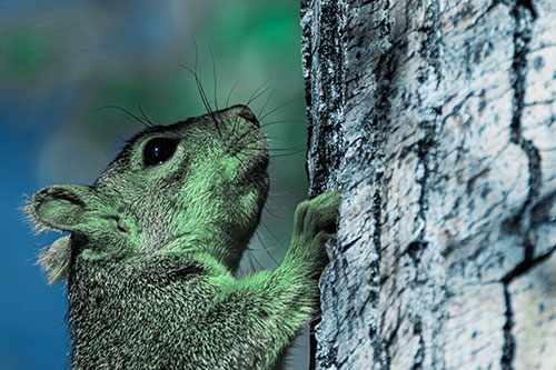 Tree Climbing Squirrel Gazing Upwards (Cyan Tint Photo)
