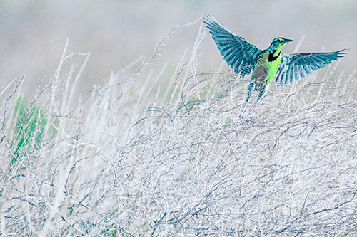Western Meadowlark Takes Flight Off Branches (Cyan Tint Photo)