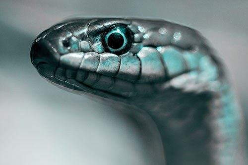 Alert Garter Snake Keeping Eye Out (Cyan Tone Photo)