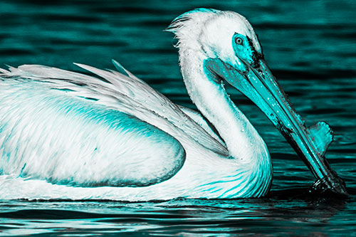 Beak Dipping Pelican Eying Across Lake Water (Cyan Tone Photo)
