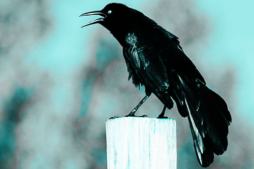 Croaking Great Tailed Grackle Perched Atop Wooden Post (Cyan Tone Photo)