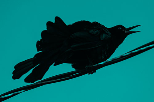 Crouching Great Tailed Grackle Squeaking Atop Cable (Cyan Tone Photo)