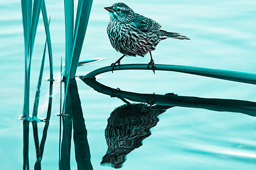 Female Red Winged Blackbird Casts Reflection Atop Bent Water Reed (Cyan Tone Photo)