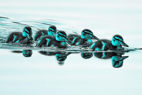 Five Baby Mallard Ducklings Swimming Across Lake Water (Cyan Tone Photo)