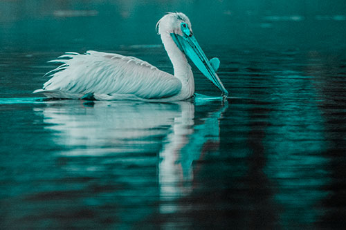 Floating Pelican Reflection Among Lake Water (Cyan Tone Photo)