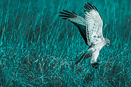 Flying Northern Harrier Marsh Hawk Captures Rodent (Cyan Tone Photo)