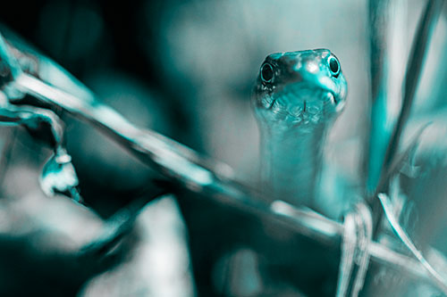 Garter Snake Peeking Head Above Sticks (Cyan Tone Photo)