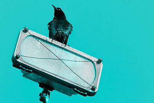 Great Tailed Grackle Keeping Watch Atop Light Pole (Cyan Tone Photo)