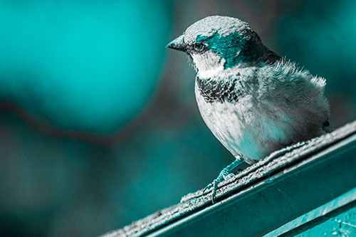 Head Tilting House Sparrow Perched Along Rooftop (Cyan Tone Photo)