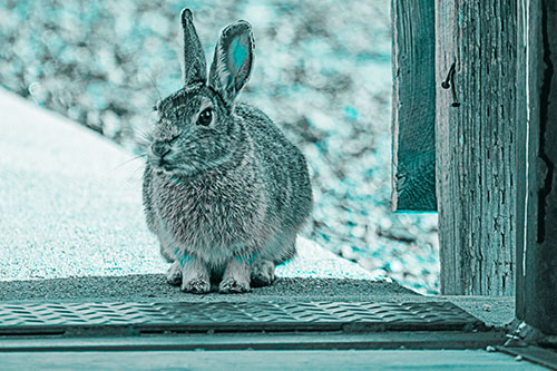 Hesitant Bunny Rabbit Considers Crossing Wooden Bridge (Cyan Tone Photo)