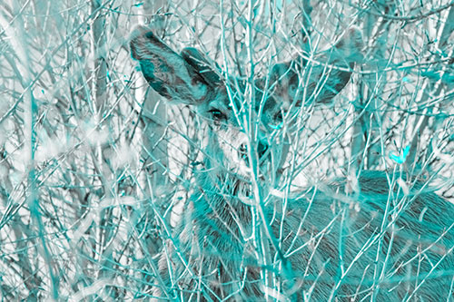 Hidden Mule Deer Watching Behind Tree Branches (Cyan Tone Photo)