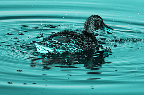 Joyful Water Splashing Mallard Duck Enjoying Calm Lake (Cyan Tone Photo)