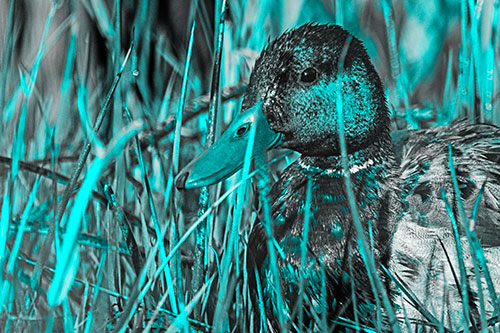 Male Mallard Duck Resting Among Reed Grass (Cyan Tone Photo)
