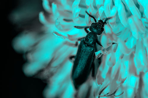 Oedemera Beetle Feasting Among Dandelion (Cyan Tone Photo)
