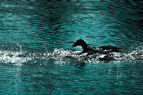 Playful Mallard Duck Gets Splashed Among Lake Horizon (Cyan Tone Photo)