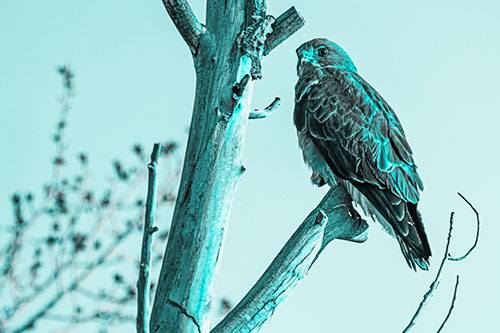Rough Legged Hawk Perched Atop Tree Branch (Cyan Tone Photo)
