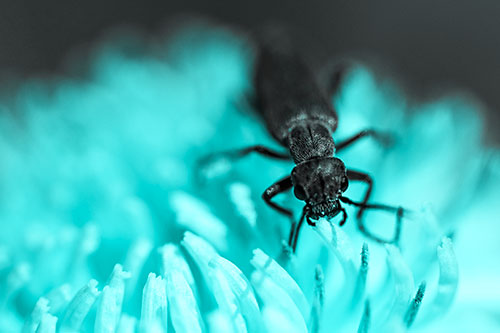 Snarling Oedemera Beetle Eating Dandelion Pollen (Cyan Tone Photo)